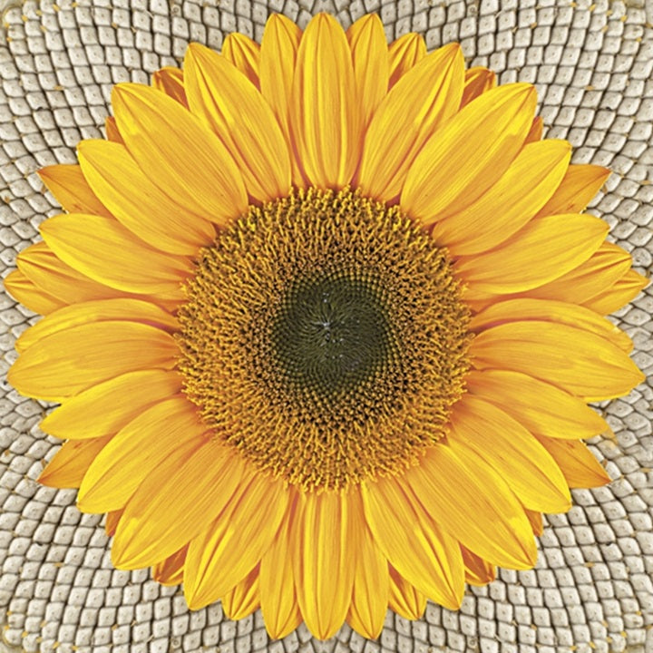 Servítky na dekupáž Sunflower on Seeds - 1 ks
