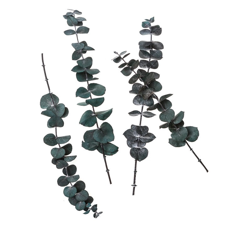 Stabilizovaný eukalyptus Baby Blue / 4 stonky, zelený, 20 cm — obrázok 1