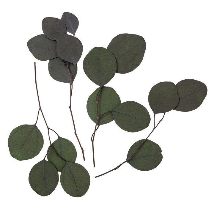 Stabilizovaný eukalyptus Populus – zelený / 4 stonky, 20 cm — obrázok 2