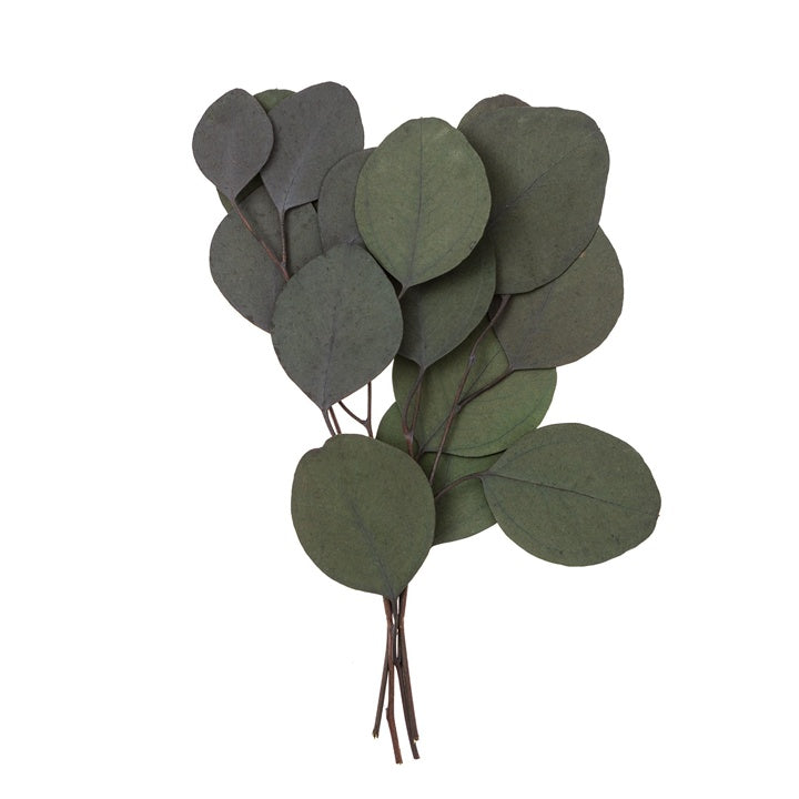 Stabilizovaný eukalyptus Populus – zelený / 4 stonky, 20 cm — obrázok 1